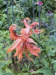 Attēlu rezultāti vaicājumam “Lilium lancifolium flower”