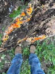 Attēlu rezultāti vaicājumam “Ceriporia”