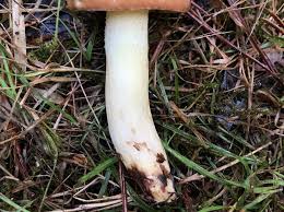 Attēlu rezultāti vaicājumam “Suillus granulatus”