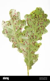 Attēlu rezultāti vaicājumam “Neuroterus quercusbaccarum”