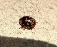 Attēlu rezultāti vaicājumam “Myrrha octodecimguttata”