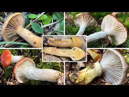 Image result for GemüseeuleGrüßle