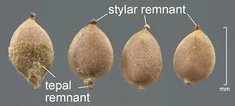 Attēlu rezultāti vaicājumam “Urtica dioica fruit”