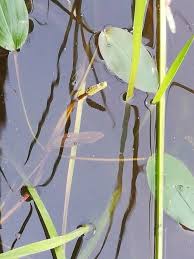 Attēlu rezultāti vaicājumam “Potamogeton compressus leaf”