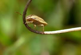 Attēlu rezultāti vaicājumam “Aelia acuminata”