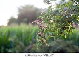 Attēlu rezultāti vaicājumam “Padus avium fruit”