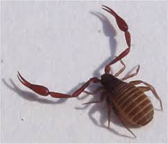 Attēlu rezultāti vaicājumam “Chelifer cancroides”