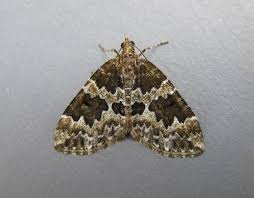 Attēlu rezultāti vaicājumam “Electrophaes corylata”