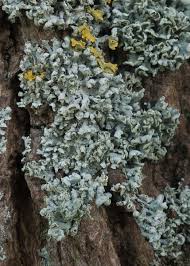 Attēlu rezultāti vaicājumam “Physcia adscendens”