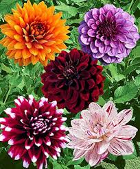 Image result for Dahlia hybrid.