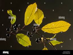 Attēlu rezultāti vaicājumam “Frangula alnus leaf”