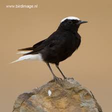 Image result for Oenanthe leucopyga