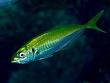 Carangidae - Wikipedia, the free encyclopedia