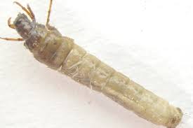 Attēlu rezultāti vaicājumam “Chaetopteryx villosa”