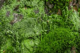 Attēlu rezultāti vaicājumam “Cladonia floerkeana”