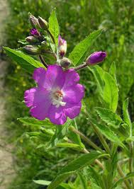 Image result for Epilobium hirsutum