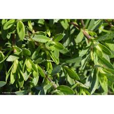 Attēlu rezultāti vaicājumam “Arenaria procera”