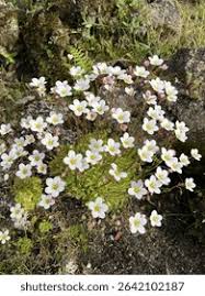 Image result for Steinbrech