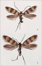 Attēlu rezultāti vaicājumam “Micropterigidae”