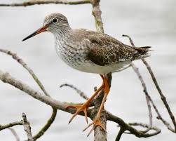 Attēlu rezultāti vaicājumam “Tringa totanus adult”