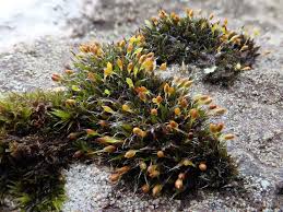Attēlu rezultāti vaicājumam “Grimmia pulvinata sporophyte”