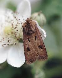 Attēlu rezultāti vaicājumam “Agrotis exclamationis”