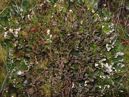 Attēlu rezultāti vaicājumam “Peltigera leucophlebia”