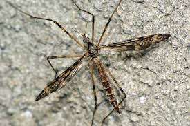 Attēlu rezultāti vaicājumam “Epiphragma ocellare”