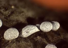 Attēlu rezultāti vaicājumam “Badhamia panicea macro”