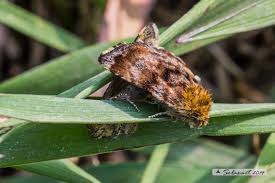 Attēlu rezultāti vaicājumam “Panemeria tenebrata”