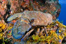 Image result for Scyllarides latus