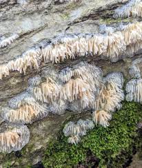 Attēlu rezultāti vaicājumam “Brefeldia maxima young”