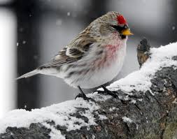 Attēlu rezultāti vaicājumam “Fringillidae”