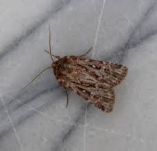 Attēlu rezultāti vaicājumam “Lycophotia porphyrea”