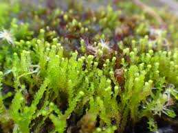 Attēlu rezultāti vaicājumam “Cladopodiella francisci”