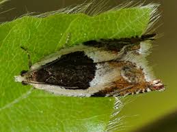 Attēlu rezultāti vaicājumam “Ancylis badiana”