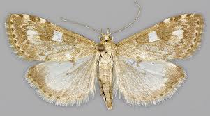 Attēlu rezultāti vaicājumam “Udea olivalis”