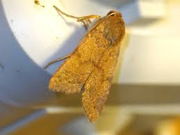 Attēlu rezultāti vaicājumam “Agrochola helvola imago”