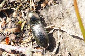 Attēlu rezultāti vaicājumam “Selatosomus aeneus”