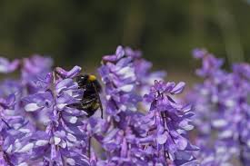 Attēlu rezultāti vaicājumam “Vicia tenuifolia”