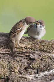 Attēlu rezultāti vaicājumam “Passer montanus adult”