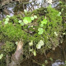 Attēlu rezultāti vaicājumam “Timmia megapolitana”