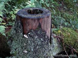 Attēlu rezultāti vaicājumam “Skeletocutis carneogrisea”