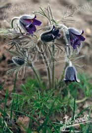 Attēlu rezultāti vaicājumam “Pulsatilla pratensis bud”