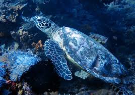Image result for Eretmochelys imbricata