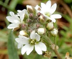 Attēlu rezultāti vaicājumam “Berteroa incana flower”