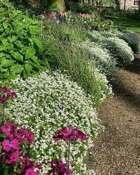 Attēlu rezultāti vaicājumam “Galium odoratum flower”