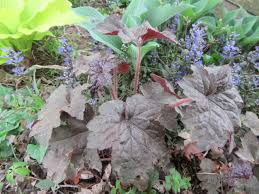 Image result for HEUCHERA americana 'Palace Purple Auslese'