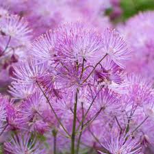 Attēlu rezultāti vaicājumam “Thalictrum aquilegifolium fruit”