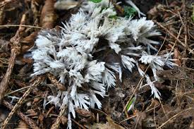 Attēlu rezultāti vaicājumam “Thelephora penicillata”